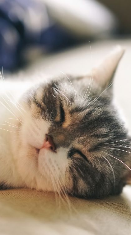 Обои датский дог, кинкалоу, кот, кошачьих, кошки малого и среднего размера в разрешении 1080x1920