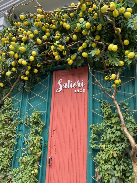 Обои цветок, цветковое растение, мажорель синий, физика, желтый в разрешении 1536x2048