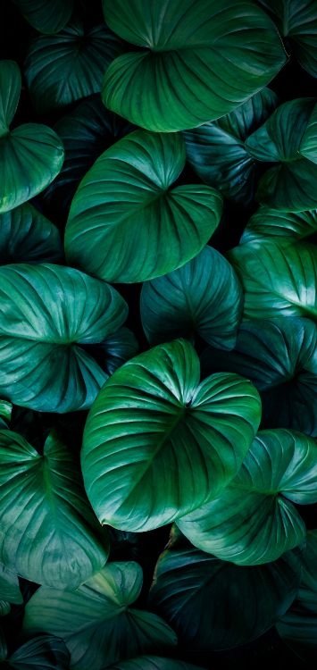 Обои свет, растение, зеленый, ботаники, натуральный материал в разрешении 1420x3000