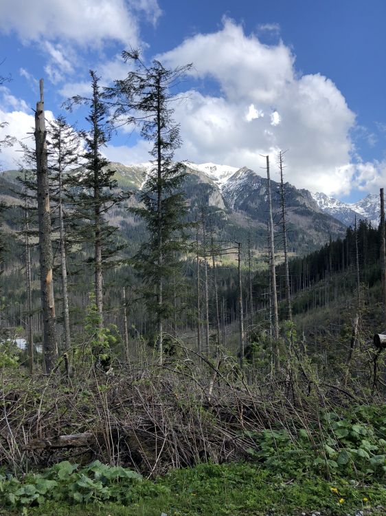 Обои дикая местность, Хвойные, растительность, окружающая среда, горный рельеф в разрешении 1536x2048