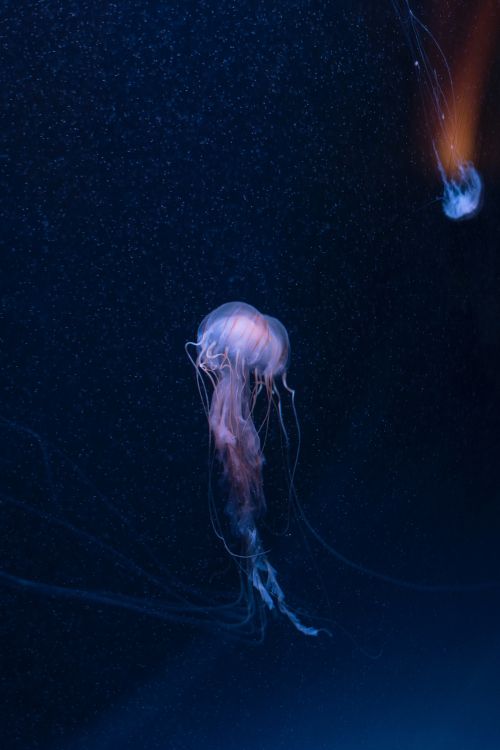 Обои беспозвоночных, Медуза, cnidaria, морские беспозвоночные, биолюминесценция в разрешении 4016x6016