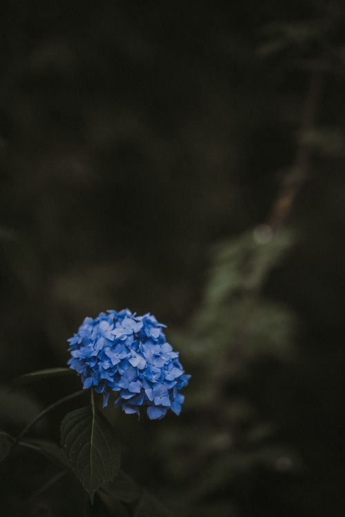 Обои цветок, синий, растение, ботаники, весна в разрешении 5304x7952