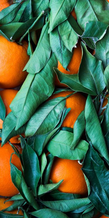 Обои оранжево-зеленая цветовая гамма, зеленый, цветной, цветовая схема, Оранжевый цвет в разрешении 1500x3000