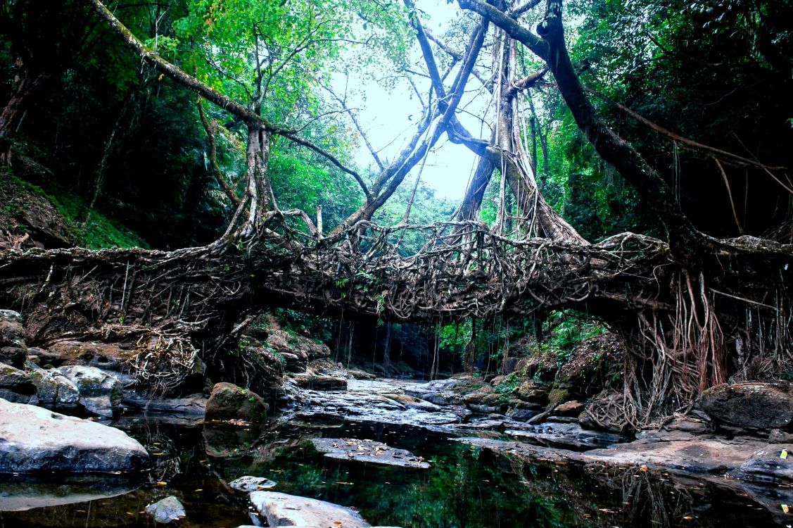 Обои Nongriat, Mawlynnong, Dawki, Шиллонг, Двухэтажный Жилой Корневой Мост в разрешении 3000x1996