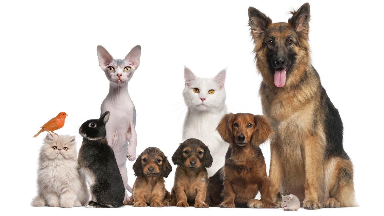 Обои пес, кот, животное сидит, собака породы, собака компаньон в разрешении 3840x2160