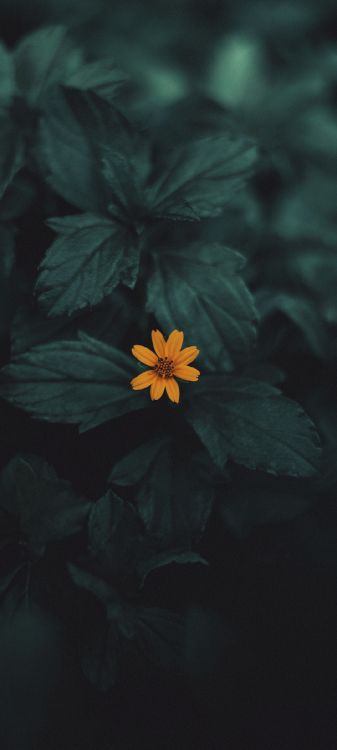 Обои Флора, цветок, растение, лепесток, наземное растение в разрешении 1080x2400