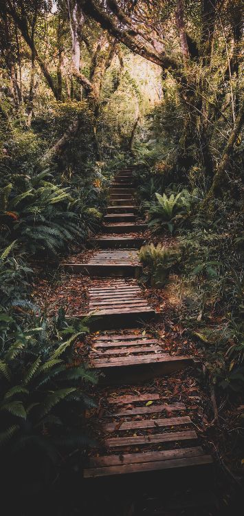 Обои природа, растение, растительное сообщество, древесина, природный ландшафт в разрешении 1422x3000