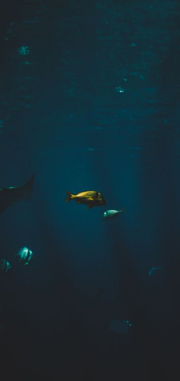 Обои белая рыба, морская биология, вода, финн, подземные воды в разрешении 1422x3000