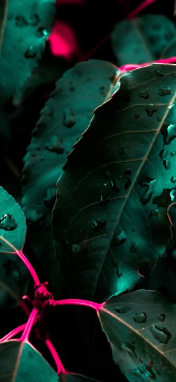 Обои soundcloud, растение, зеленый, лист, наземное растение в разрешении 1080x2340