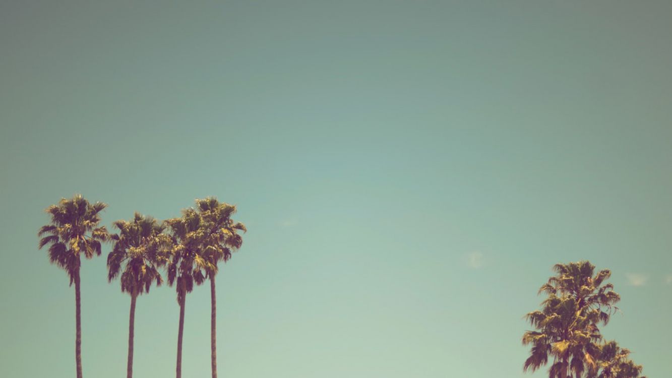 Обои дерево, солнечный свет, пальмовые рощи, ладонь небесное дерево, цветок в разрешении 2560x1440