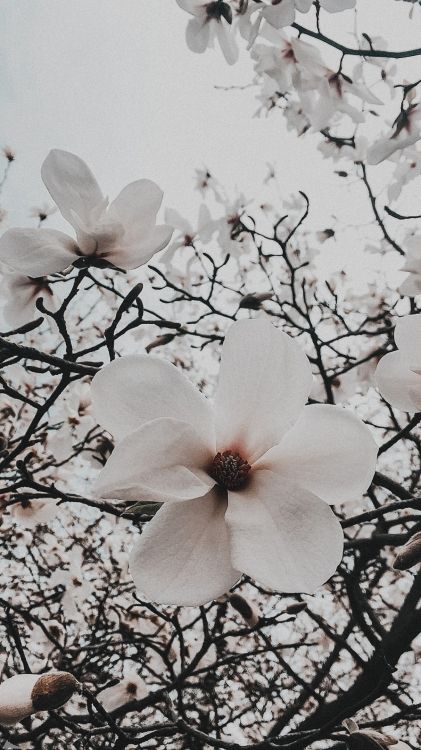 Обои Флора, цветение вишни, цветковое растение, цветок, белые в разрешении 1215x2160