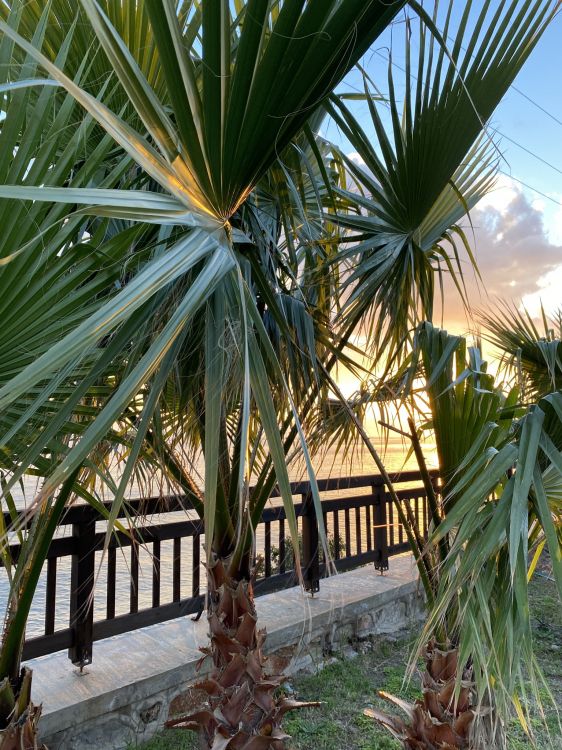 Обои растение, ботаники, наземное растение, растительность, дерево в разрешении 1536x2048