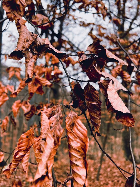 Обои дерево, Damaksnis, растение, прут, ветвь в разрешении 3024x4032