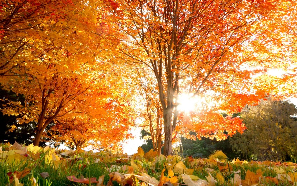 Обои осень, дерево, природа, лист, листопадные в разрешении 2560x1600