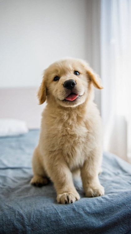 Обои лабрадор, золотистый ретривер, доберман, датский дог, глаз в разрешении 1080x1920