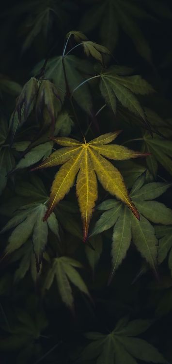 Обои лист, растение, биология, цветок, наземное растение в разрешении 1421x3000