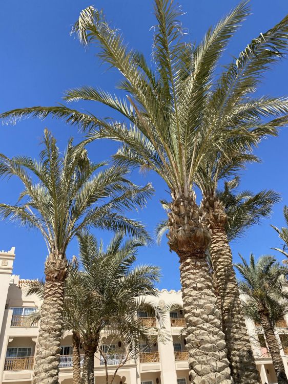 Обои финиковая пальма, Бабассу, пальмовые рощи, дневное время, растение в разрешении 1536x2048