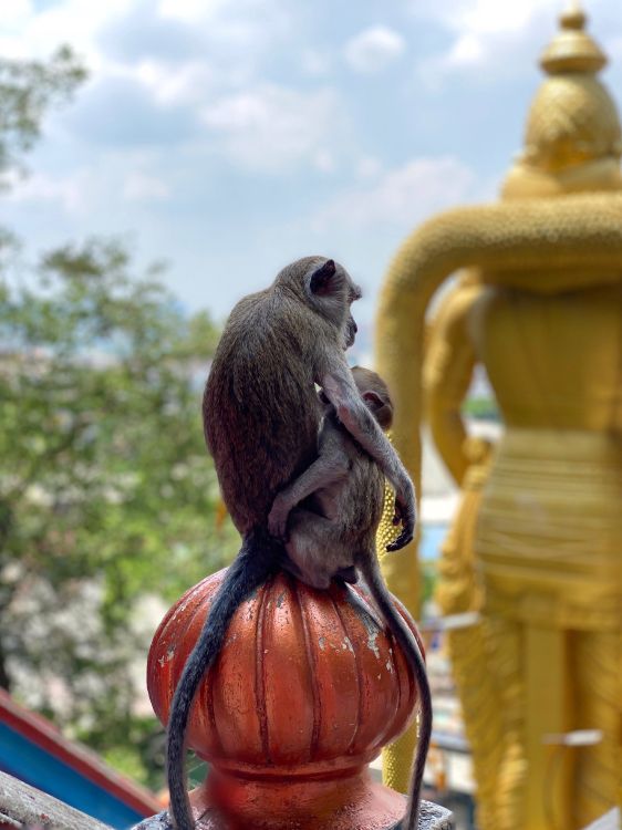 Обои обезьянка, Малайзия, Обезьяны, храм, Старый мир обезьян в разрешении 3024x4032