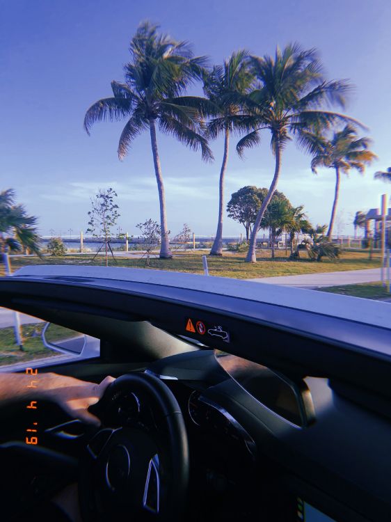 Обои Майами, отражение, Король, рулевой часть, дерево в разрешении 3024x4032
