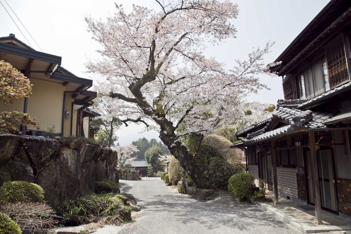 Обои цветок, цветение вишни, городок, дерево, растение в разрешении 2784x1856