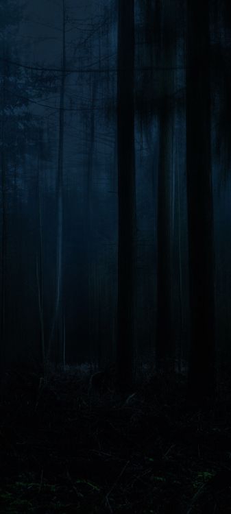 Обои природа, природный ландшафт, древесина, серый цвет, растение в разрешении 1080x2400