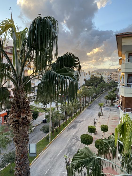 Обои пальмовые рощи, растение, облако, дерево, городской дизайн в разрешении 1536x2048