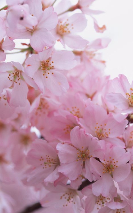 Обои цветение вишни, крупный план, сакура обои на айфон, ветвь, весна в разрешении 1200x1920