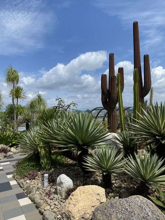 Обои растительность, кустарник, Ботанический сад, пальмовые рощи, пейзаж в разрешении 1536x2048