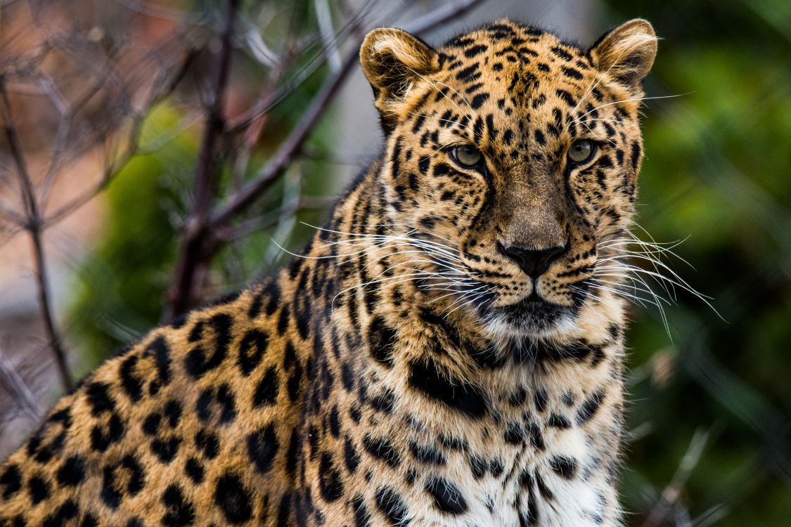 Обои африканский леопард, кошачьих, кот, большая кошка, наземные животные в разрешении 6000x4000