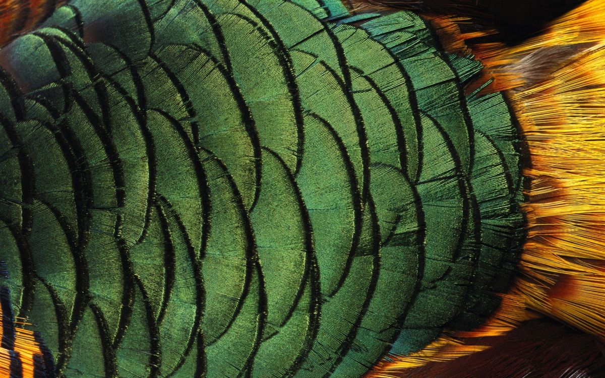 Обои павлин, зеленый, узор, попугай, птица в разрешении 1920x1200