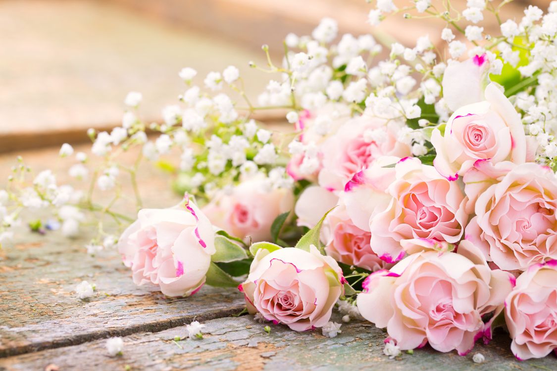 Обои цветок, Роза, цветочный букет, сад роз, розовый в разрешении 5472x3648