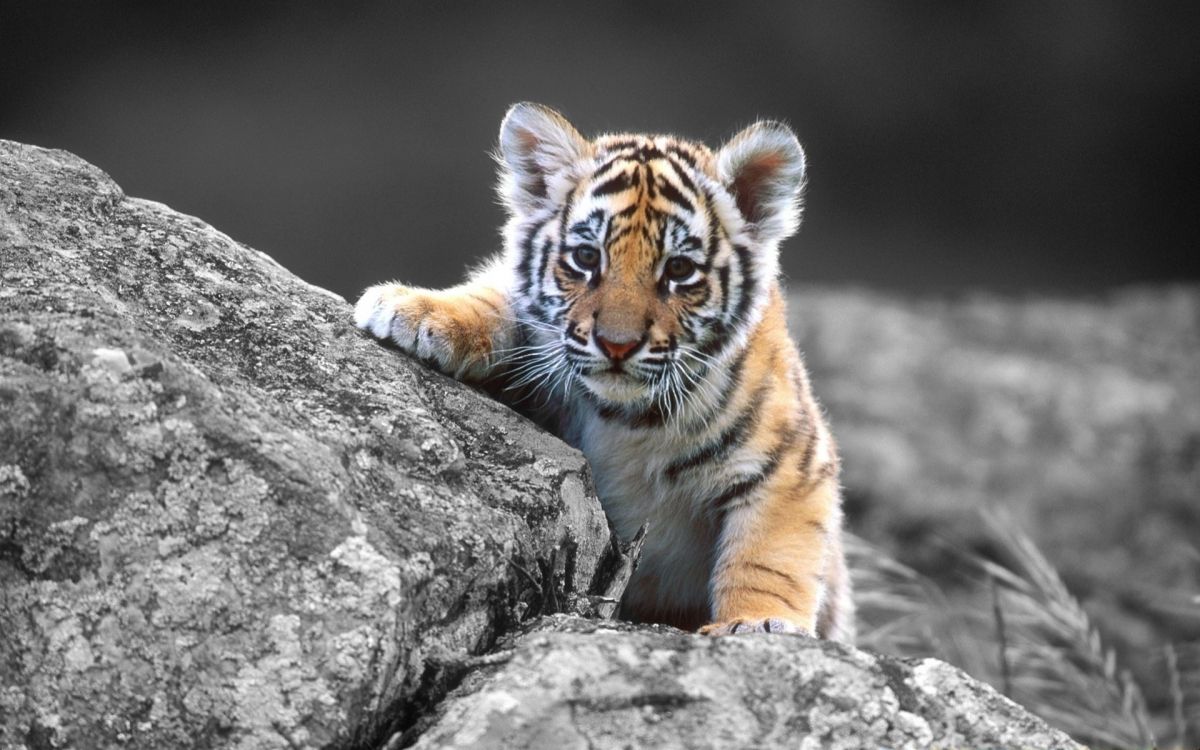 Обои тигр, живая природа, бенгальский тигр, наземные животные, Амурский тигр в разрешении 1920x1200