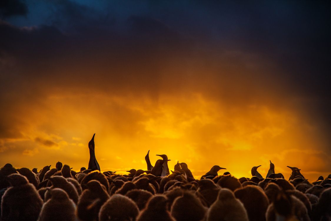 Обои толпа, люди, Представление, облако, атмосфера в разрешении 6720x4480