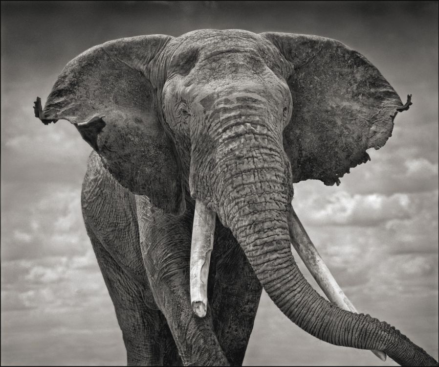 Пестрый слон обои в витебске