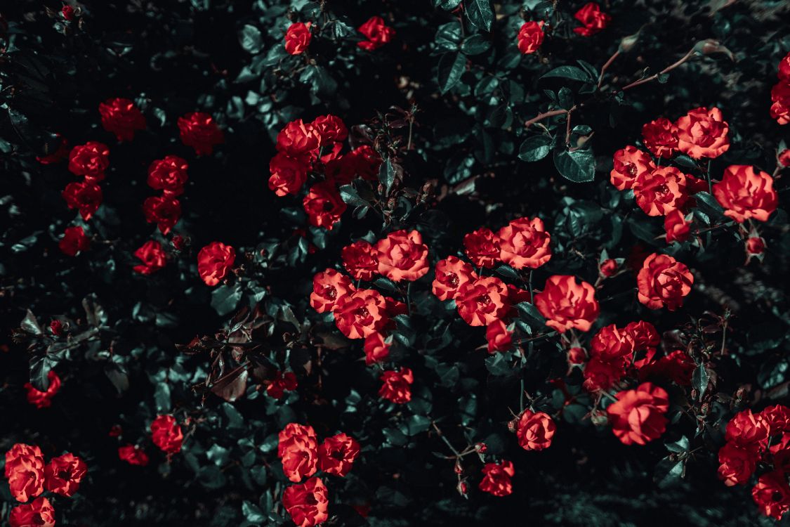 Обои цветок, Роза, сад роз, красный цвет, растение в разрешении 6000x4000