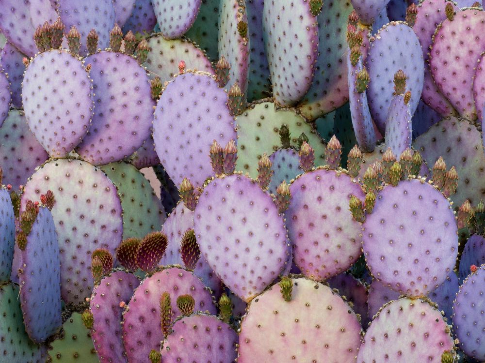 Обои айпад, ipad pro, apple, iPad Pro 2017, яблоко в разрешении 4619x3463