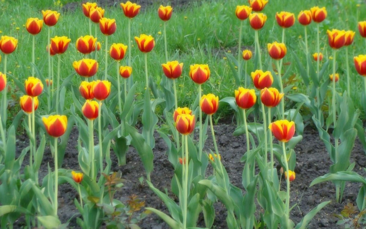 Обои стебель растения, цветковое растение, полевой цветок, ботаники, экорегион в разрешении 1920x1200