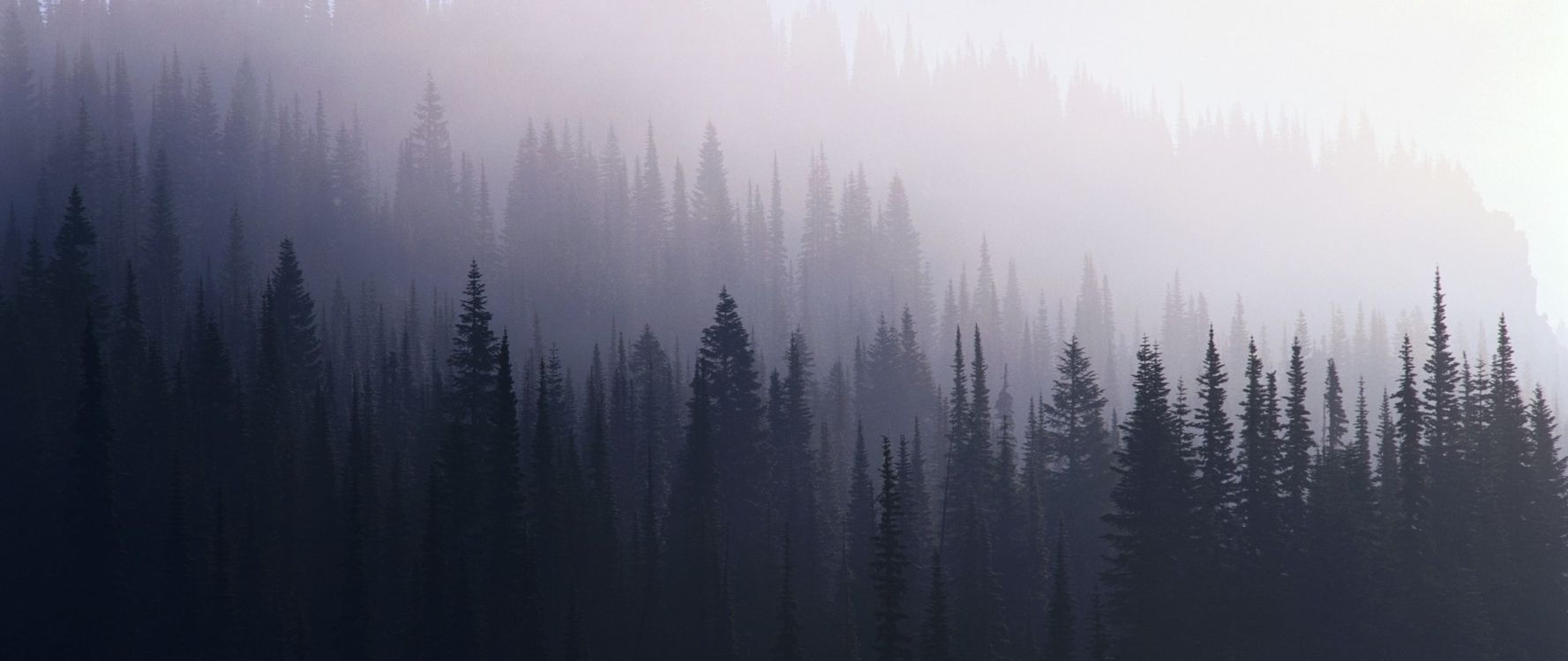 Обои дымка, туман, дерево, лес, атмосфера в разрешении 2560x1080