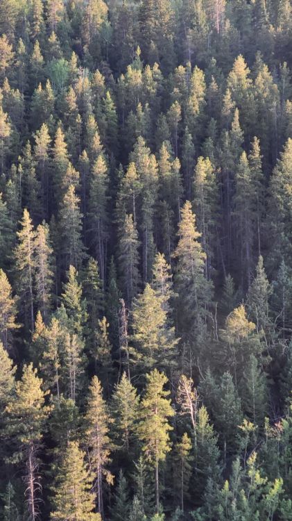 Обои ель еловый лес, еловые леса, Damaksnis, пихта, хвойными лесами в разрешении 1078x1916