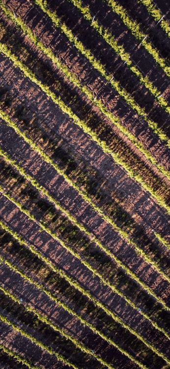 Обои поле, геометрия, математика, коричневый цвет, пурпур в разрешении 1080x2340