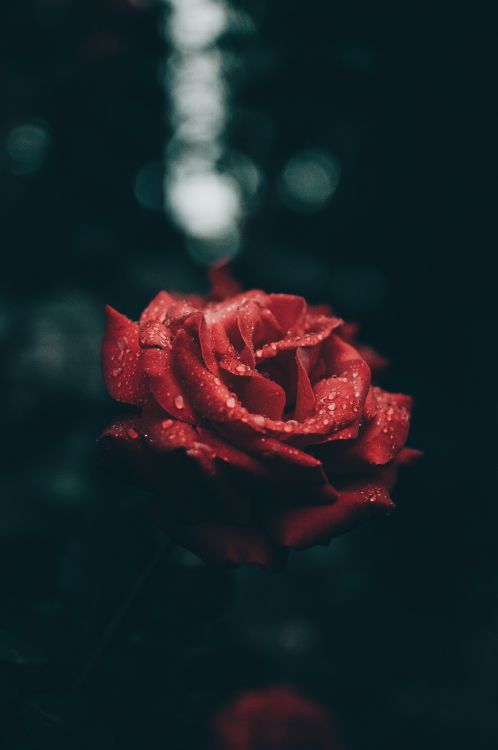 Обои сад роз, Роза, красный цвет, лепесток, цветок в разрешении 2936x4419