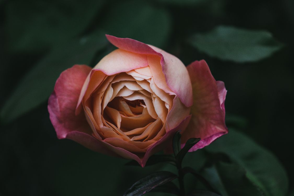 Обои сад роз, цветок, флорибунда, лепесток, розовый в разрешении 5472x3648
