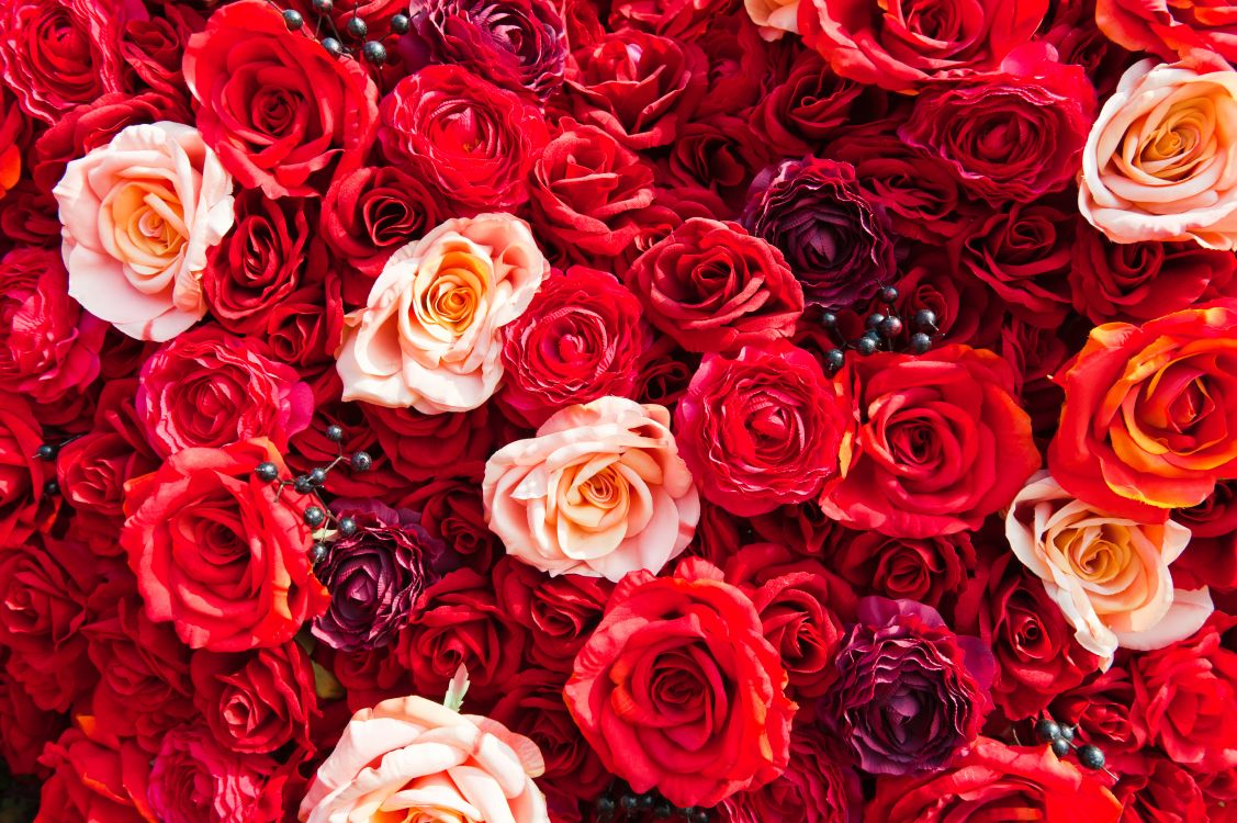 Обои сад роз, Роза, цветок, красный цвет, семья Роуз в разрешении 8512x5664