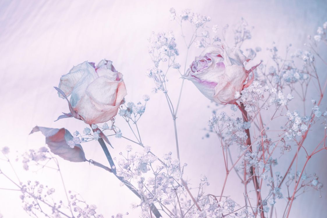 Обои Роза, акварельные краски, сад роз, розовый, цветок в разрешении 2048x1367