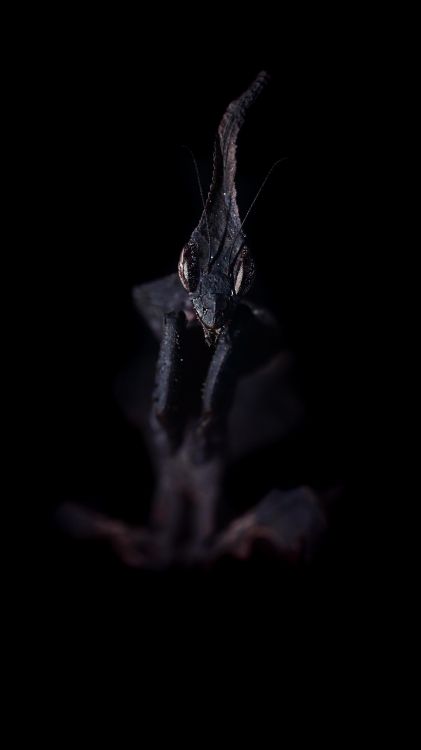 Обои темнота, вода, растение, прут, бакенбарды в разрешении 3400x6048