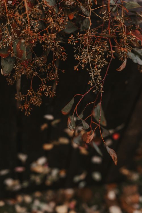 Обои лист, ветвь, красный цвет, прут, дерево в разрешении 4912x7360