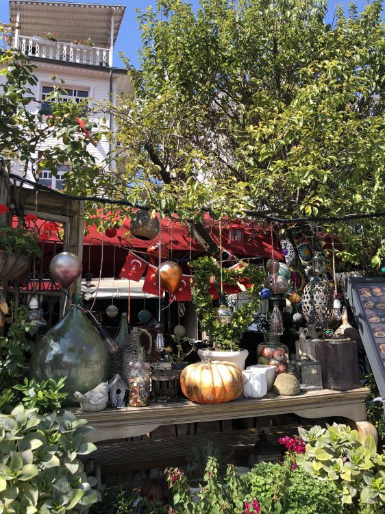 Обои открытый структуру, освещение, растение, цветочный горшок, сад в разрешении 1536x2048