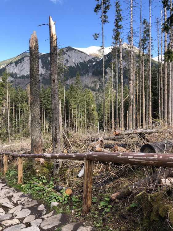 Обои дикая местность, елово пихтовые леса, биом, хвойными лесами, гора в разрешении 1536x2048