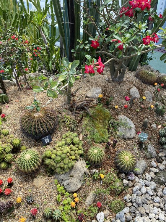 Обои Ботанический сад, биом, кактус, пейзаж, растение в разрешении 1536x2048