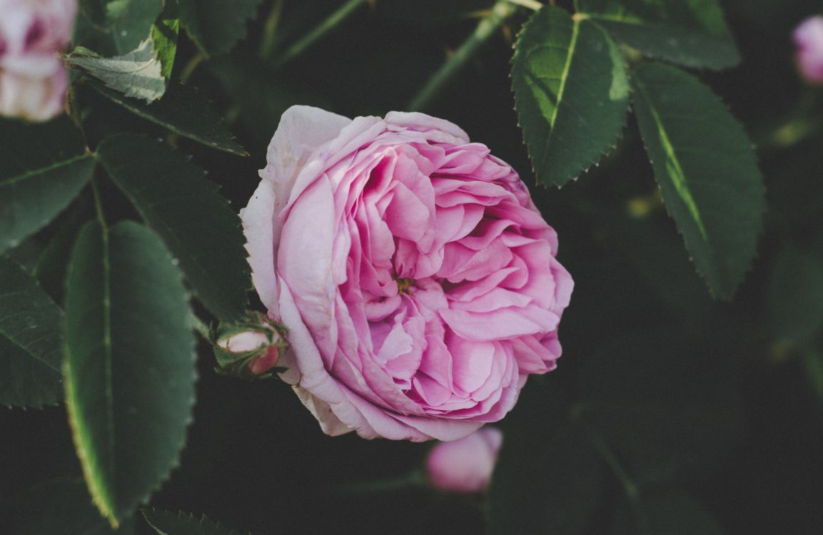 Обои цветок, цветковое растение, розовый, растение, сад роз в разрешении 5606x3646